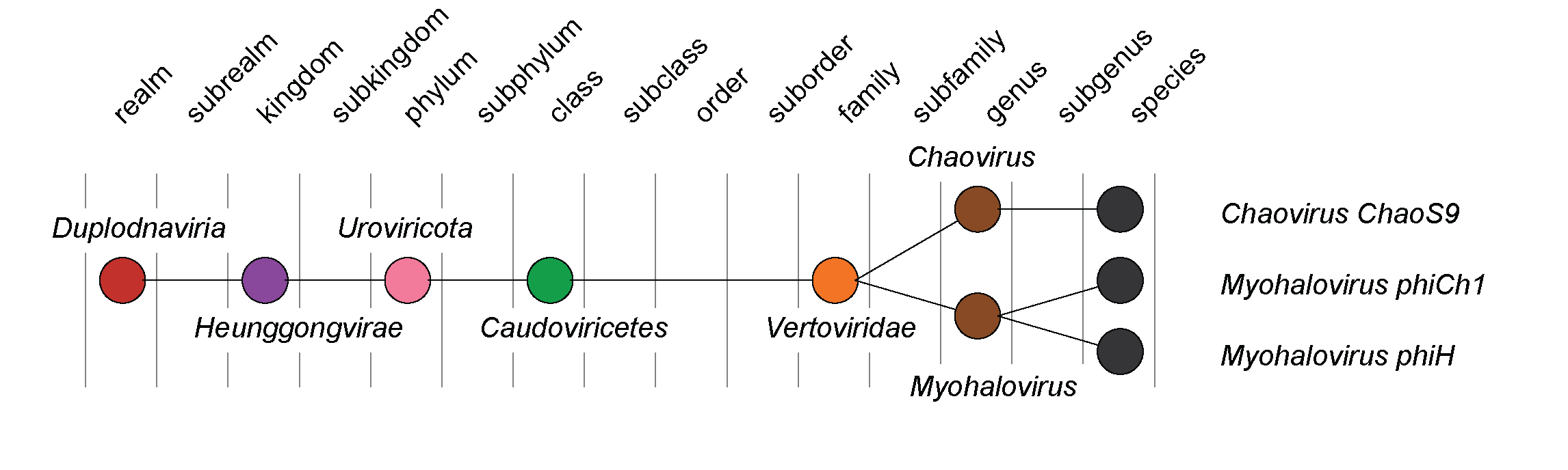 Vertoviridae taxonomy